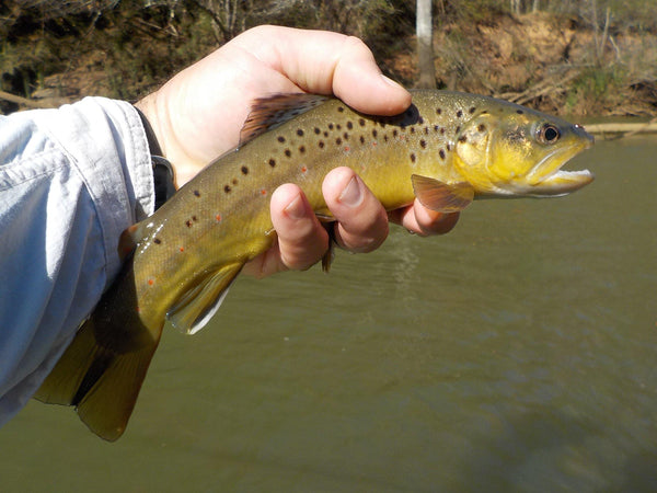 Long After The Stain Has Gone - Big T Fly Fishing