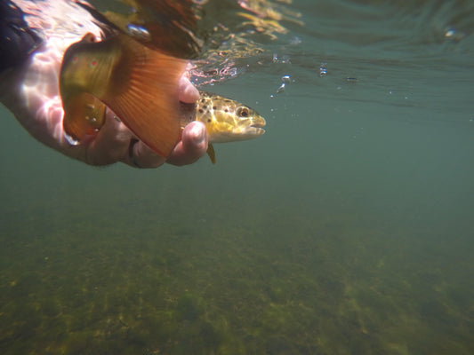 Fishing Crowded Waters - Big T Fly Fishing