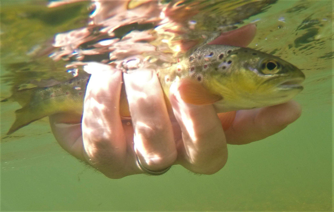 Summer Trout fishing - Big T Fly Fishing