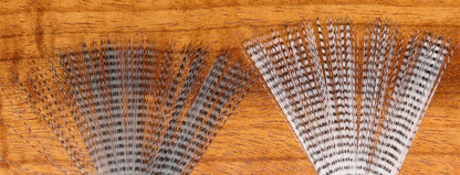 Mayfly Tails